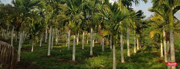 coconut palm